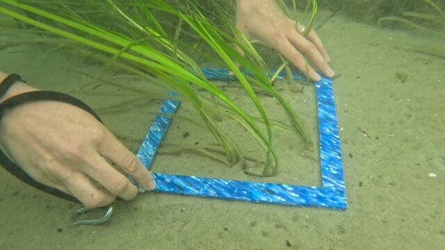 Taucherin hält einen blauen Zählrahmen über einer Seegraswiese unter Wasser, um den Seegrasbestand zu untersuchen.