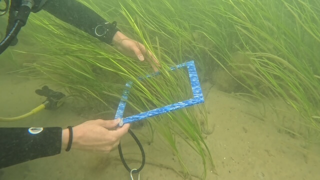Taucherin hält einen blauen Zählrahmen aus recyceltem Plastik über einer Seegraswiese unter Wasser, um die Bestandsdichte des Seegrases zu untersuchen.